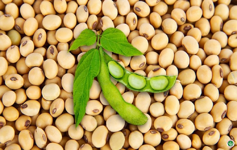 Đậu Nành Non-GMO Ấn Độ
